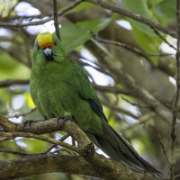 Orange-fronted Parakeet